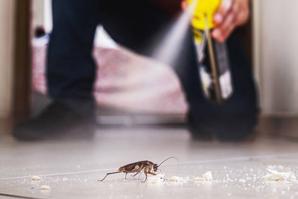 Bird Control in White Plains, NY